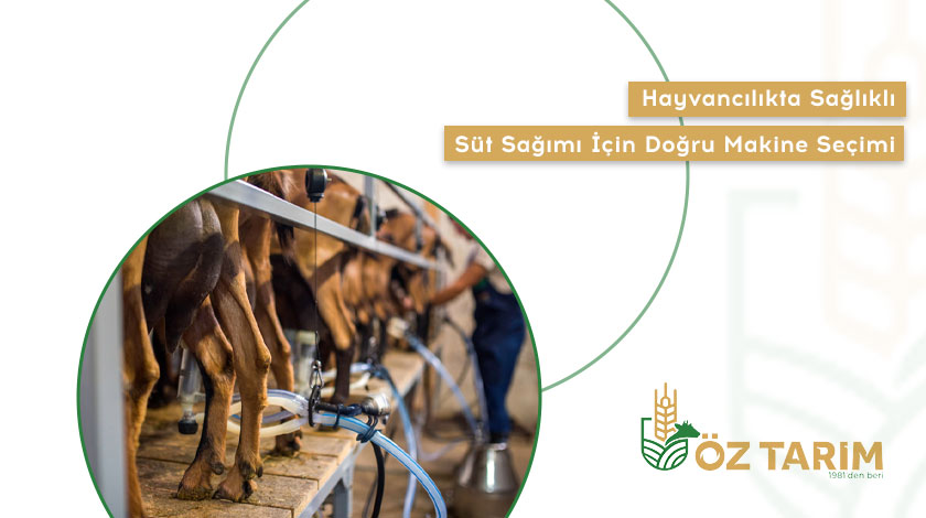 Hayvancılıkta Sağlıklı Süt Sağımı İçin Doğru Makine Seçimi